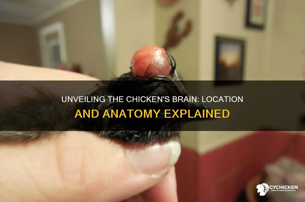 where is the brain located in a chicken