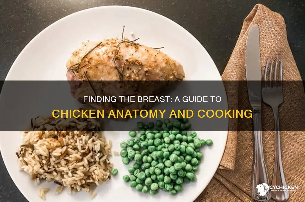 where is the breat on a chicken