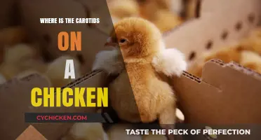 Locating the Carotid Arteries in Chickens: A Comprehensive Guide