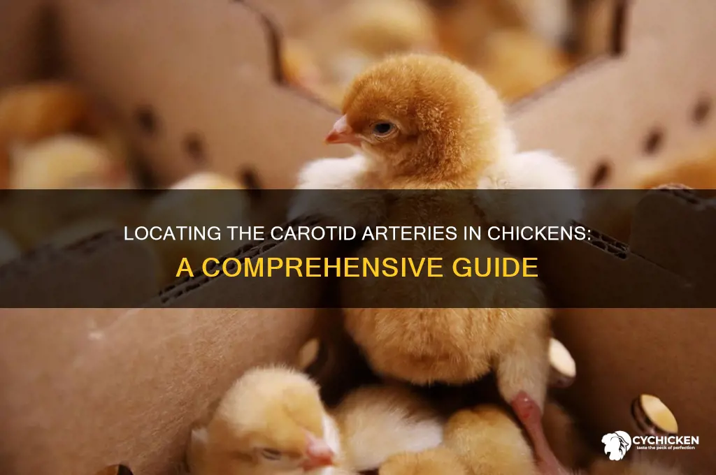 where is the carotids on a chicken