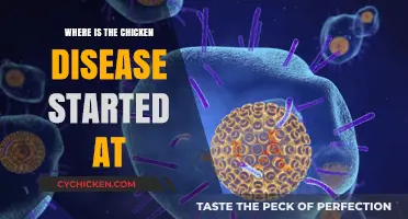 Tracing the Origins of the Chicken Disease Outbreak: Where Did It Begin?