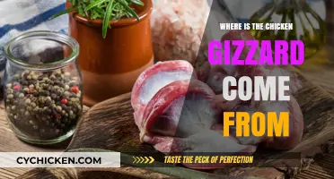 Unveiling the Origin: Where Chicken Gizzards Truly Come From