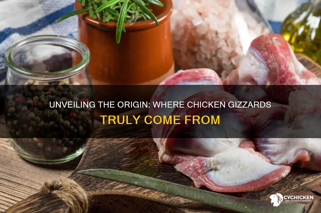 where is the chicken gizzard come from