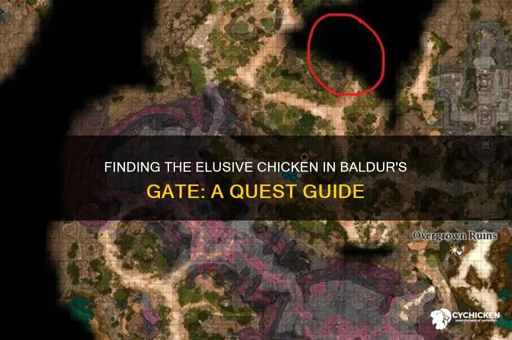 where is the chicken in baldurs gate