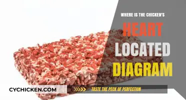Understanding Chicken Anatomy: Heart Location Explained with Diagram