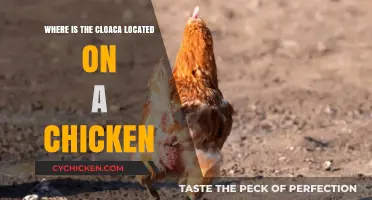 Understanding the Cloaca: Location and Function in Chickens Explained