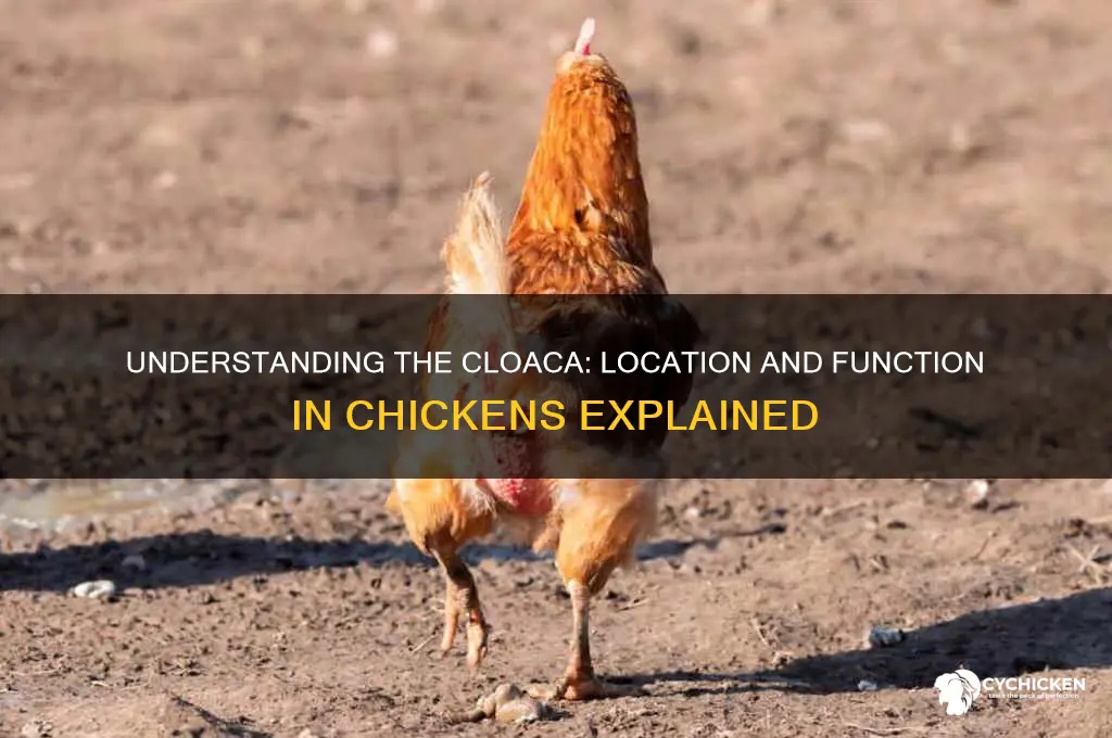 where is the cloaca located on a chicken