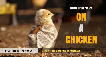 Locating the Cloaca: A Guide to Chicken Anatomy and Function