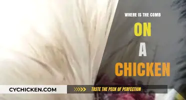Where is the Comb on a Chicken? Anatomy Explained