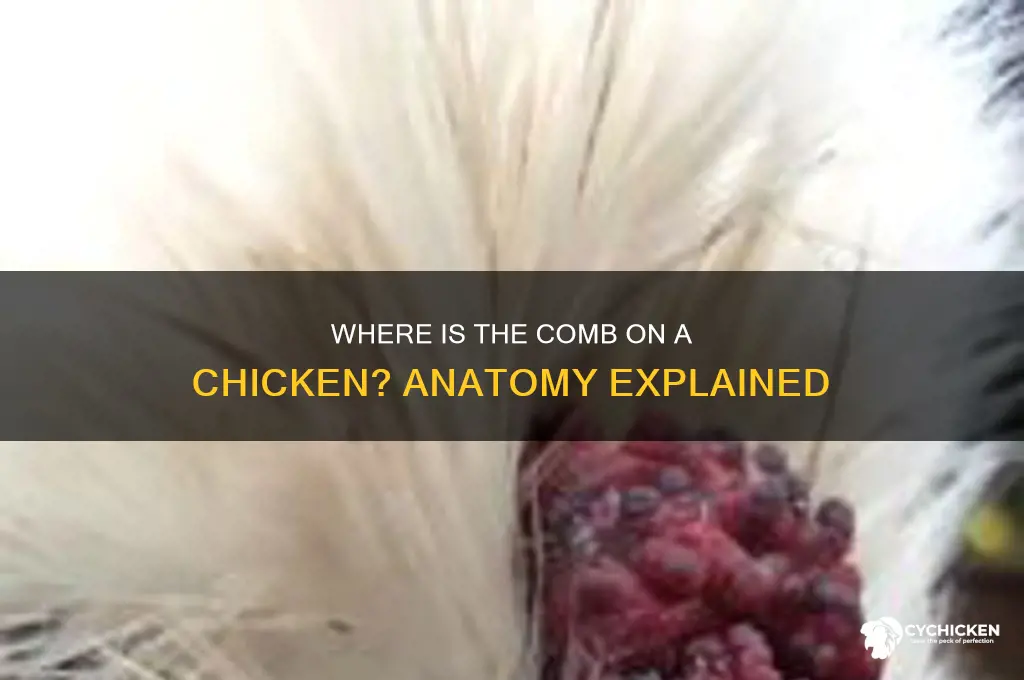 where is the comb on a chicken