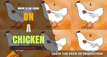 Understanding the Chicken's Crawl: Location and Function Explained
