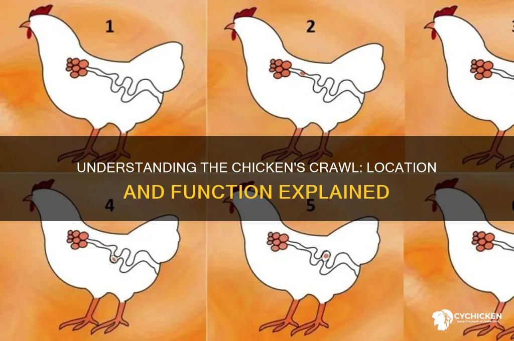 where is the crawl on a chicken