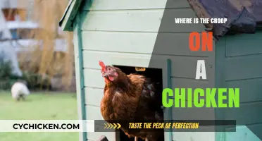 Understanding Chicken Anatomy: Locating the Crop in Poultry Care