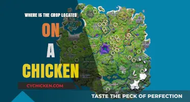 Understanding Chicken Anatomy: Locating the Crop in Poultry