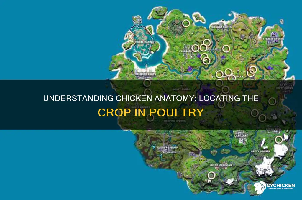 where is the crop located on a chicken