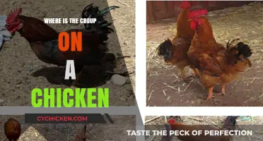 Locating the Croup on a Chicken: A Quick Anatomical Guide