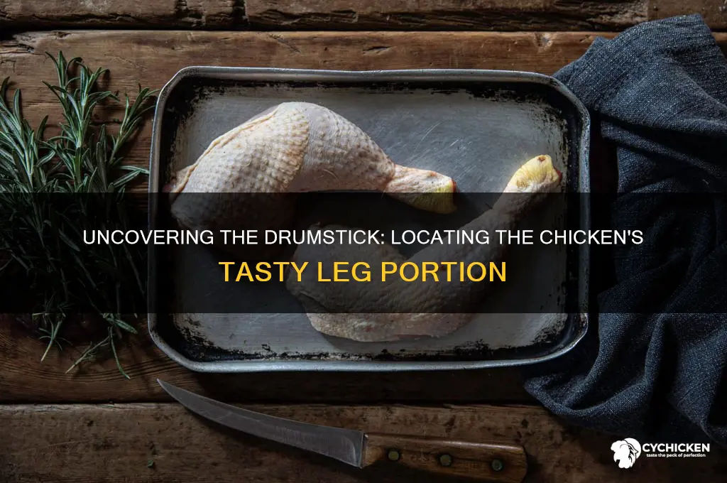 where is the drumstick located on the chicken