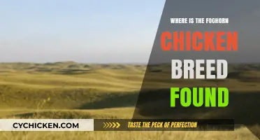 Discovering the Foghorn Chicken Breed's Native Habitat and Origins