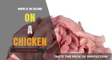 Locating the Chicken Gizzard: A Simple Guide to Its Position