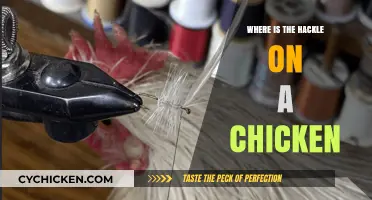 Understanding the Hackle: Locating This Unique Feature on Chickens