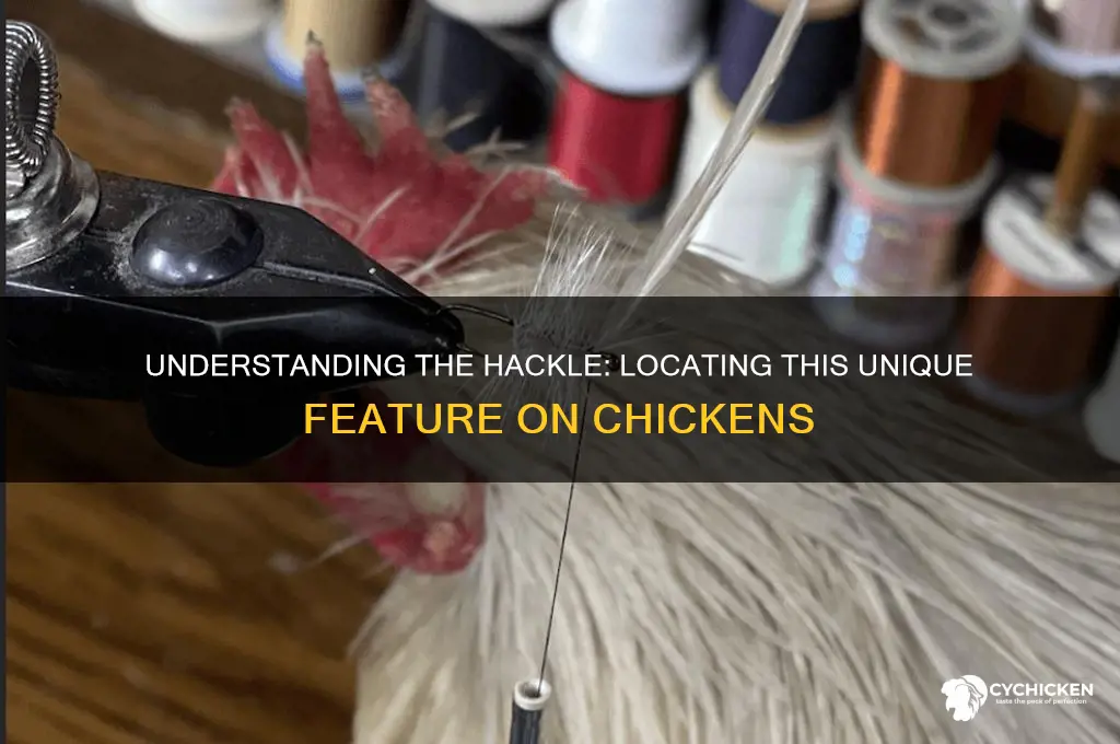 where is the hackle on a chicken