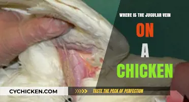 Locating the Jugular Vein in Chickens: A Practical Guide