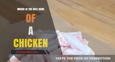 Locating the Keel Bone: A Guide to Chicken Anatomy Essentials