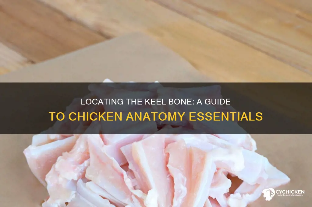 where is the keel bone of a chicken