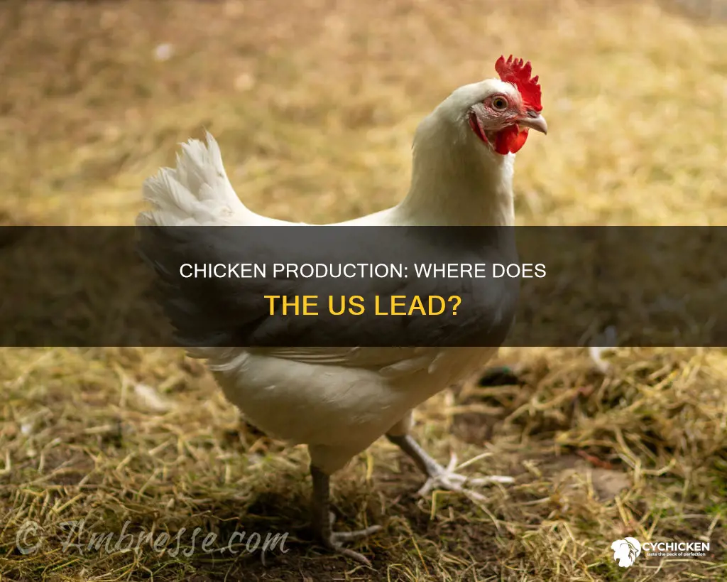 where is the most chicken produced in the united states