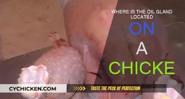 Chicken Oil Glands: Where's the Secretion Source?