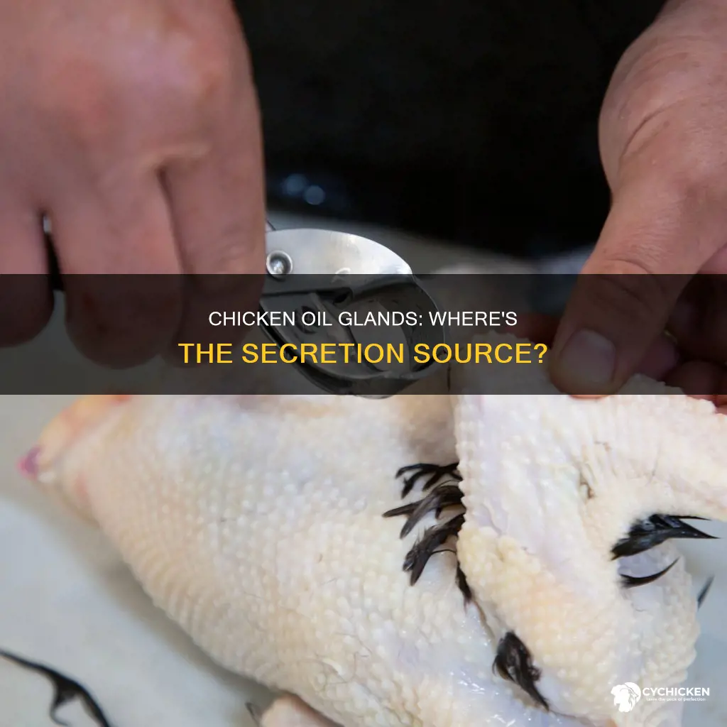 where is the oil gland located on a chicken