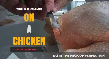 Locating the Oil Gland on Chickens: A Simple Guide for Poultry Care