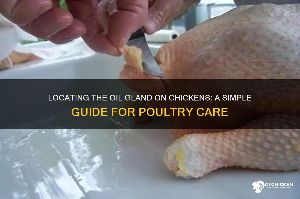 where is the oil gland on a chicken