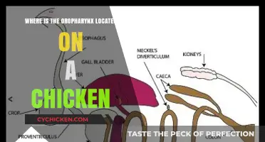 Understanding the Oropharynx Location in Chickens: A Detailed Anatomical Guide