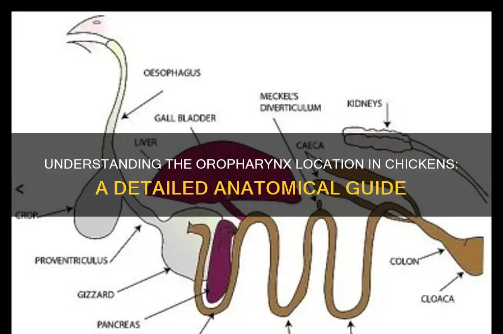 where is the oropharynx located on a chicken