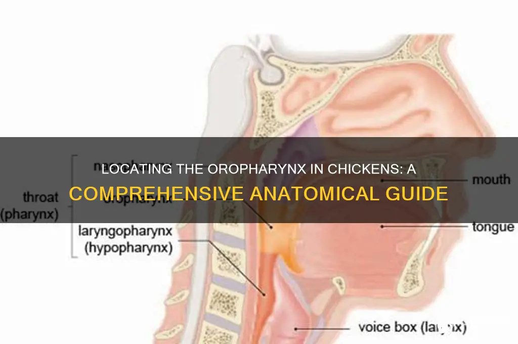 where is the oropharynx on a chicken