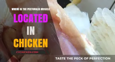 Locating the Pectoralis Muscle in Chickens: Anatomy and Function Explained
