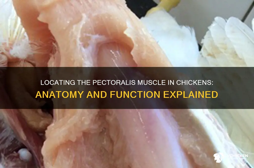 where is the pectoralis muscle located in chicken