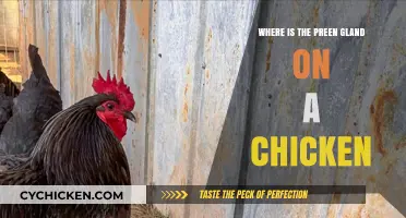 Locating the Preen Gland: A Guide to Chicken Anatomy and Care