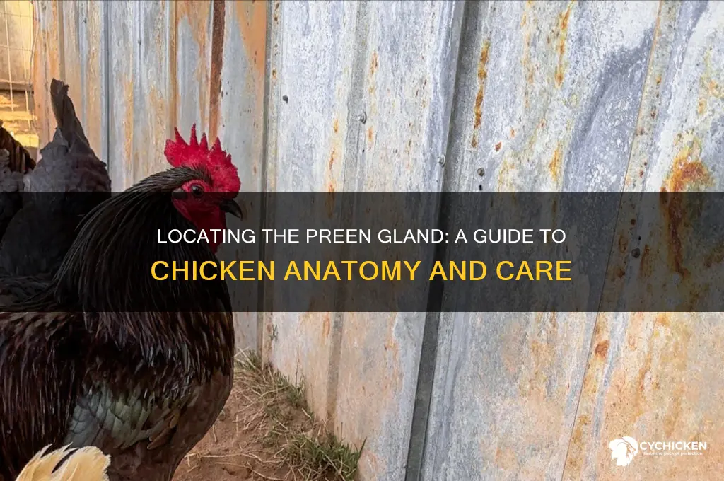 where is the preen gland on a chicken