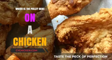 Locating the Pulley Bone: A Guide to Chicken Anatomy