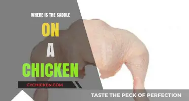 Unveiling the Mystery: Where is the Saddle on a Chicken?