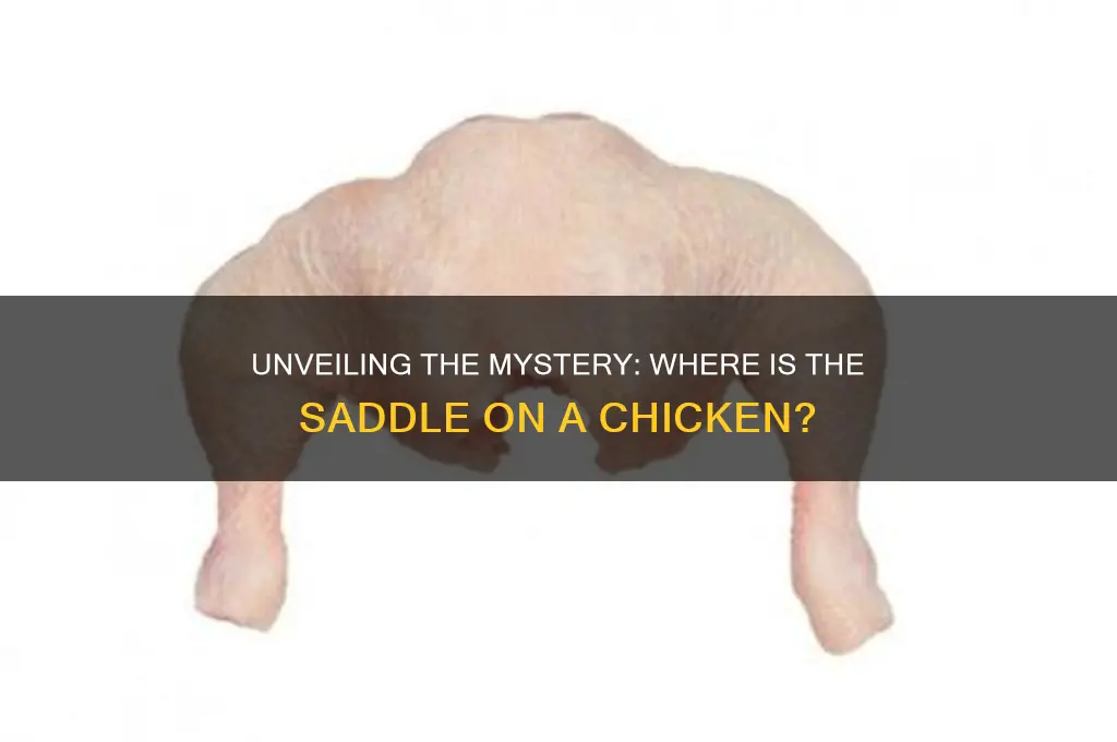 where is the saddle on a chicken