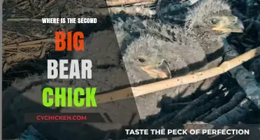 Tracking the Second Big Bear Chick: Location and Updates