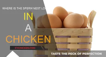Sperm Nest Location in Chickens: Where is it?