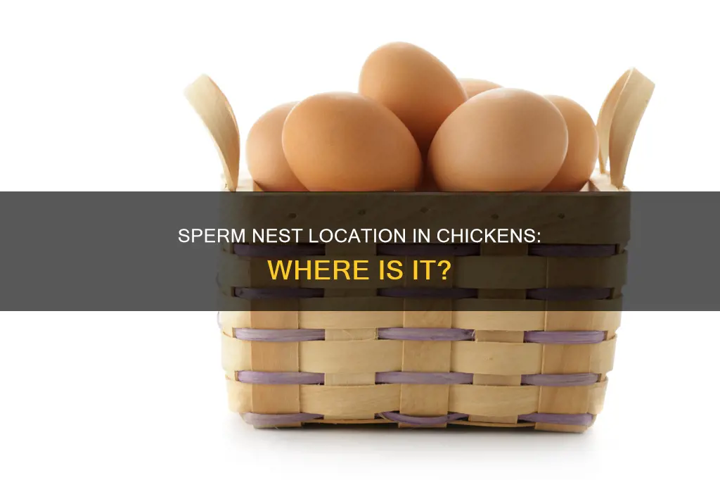 where is the sperm nest located in a chicken