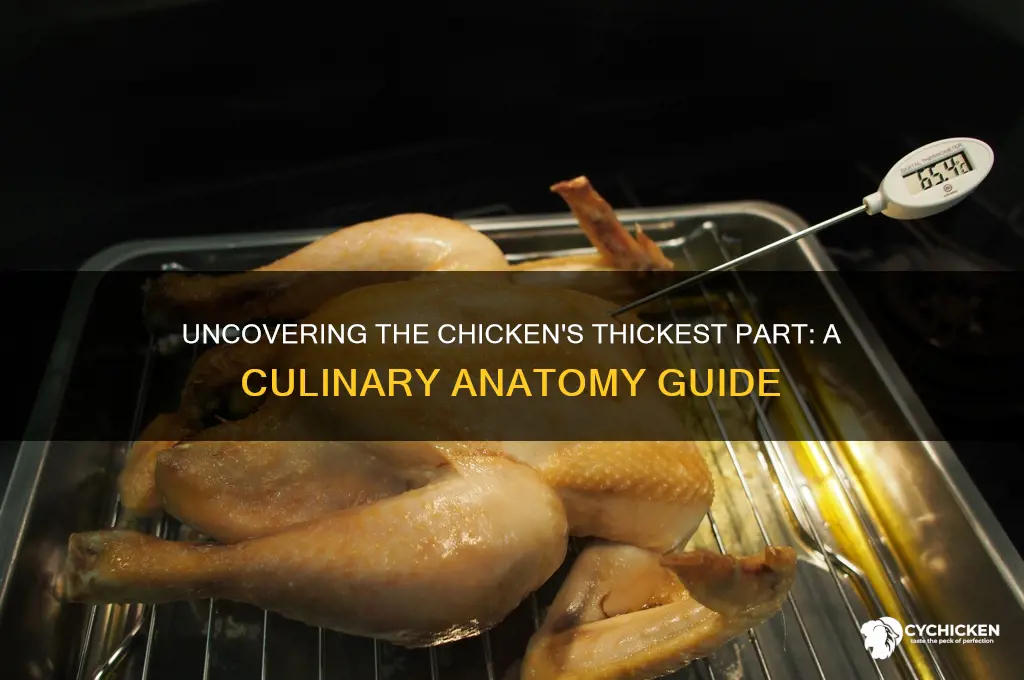 where is the thickest part of a chicken