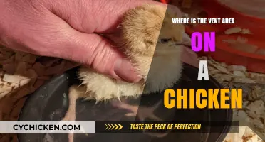 Locating the Vent Area on a Chicken: A Quick Guide
