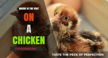 Locating the Vent on a Chicken: A Quick Guide for Poultry Owners