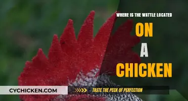 Understanding the Wattle: Its Location and Function on a Chicken